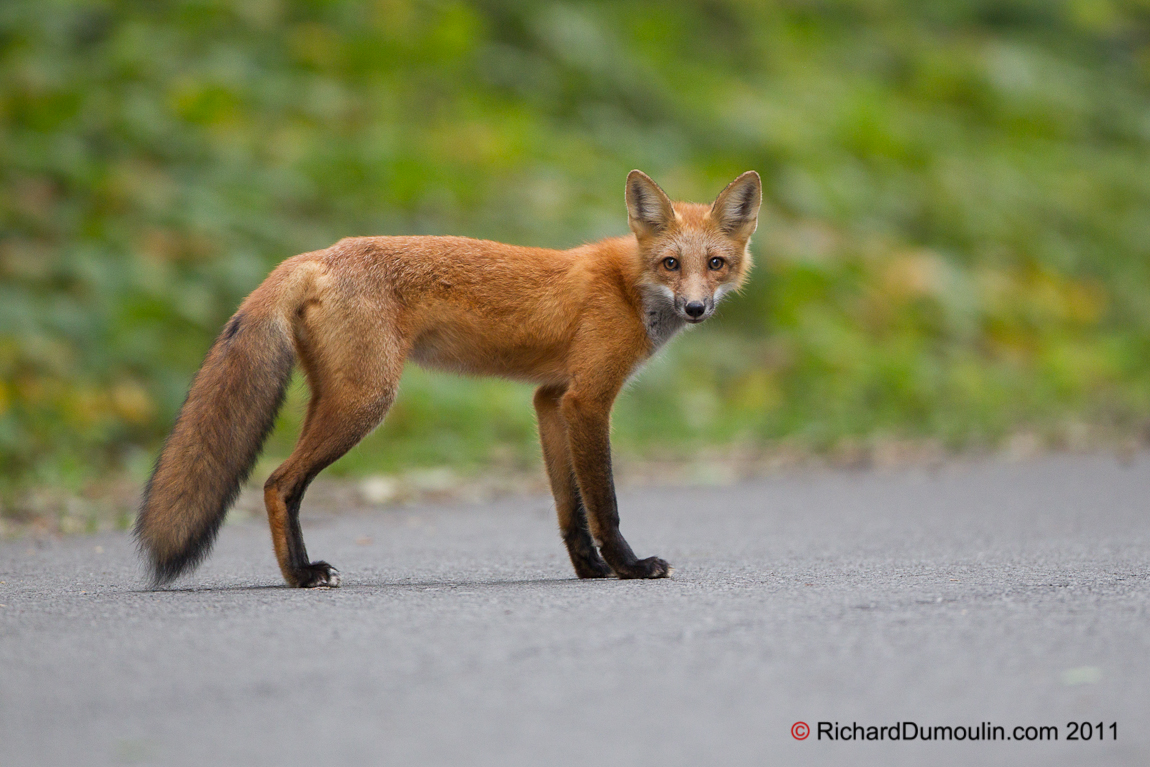 RED FOX